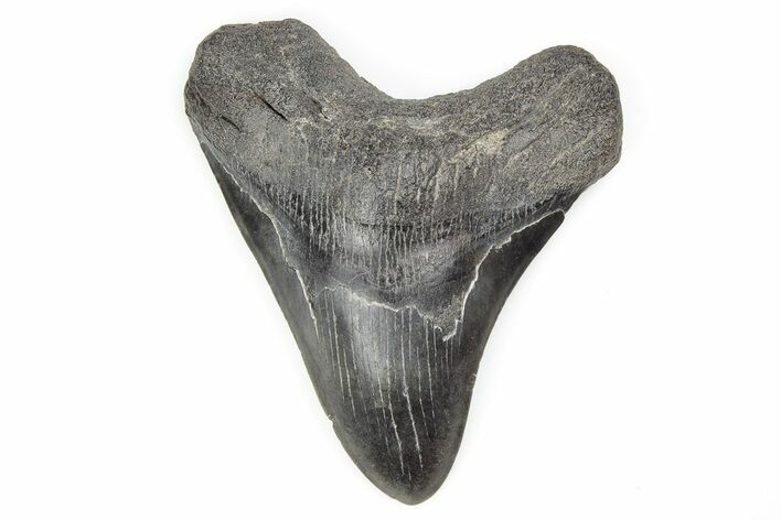 4.43" Fossil Megalodon Tooth - South Carolina